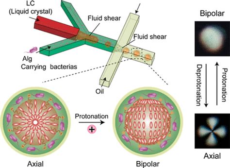 Real Time PH Sensor In Bacterial Microenvironments Using Liquid Crystal