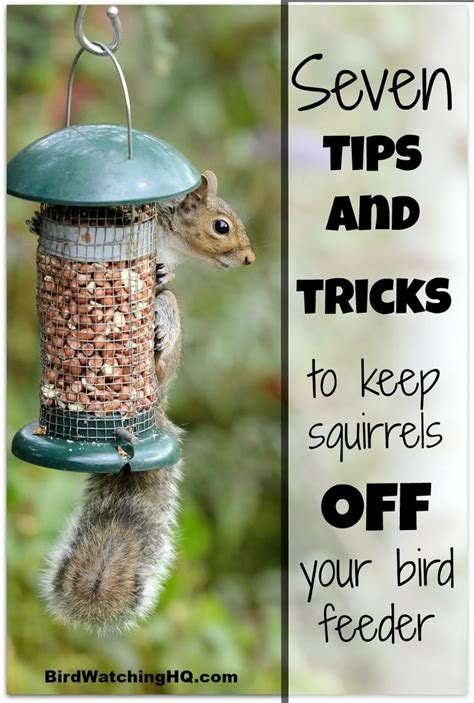 Proven Ways To Keep Squirrels Off Bird Feeders Bird Watching