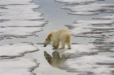 Polar Bear Walking On Ice Stock Image Z9270272 Science Photo Library