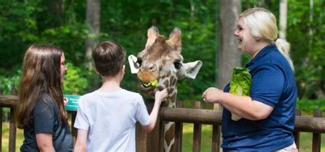 Giraffe at NC zoo | Summer jobs, Zoo, North carolina