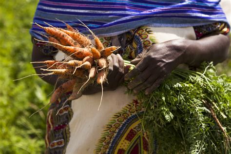 Week 5 Of Csa New Roots Cooperative Farm