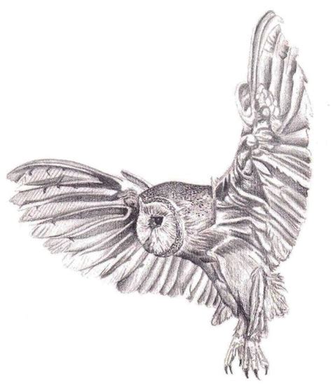 Pencil Drawing - Owl in flight Art Print by JennieA13 | Owls drawing ...