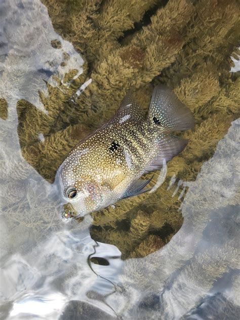 The Rare Texas Trout Perch Minnow Rflyfishing