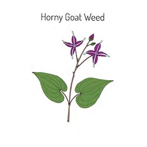 Horny Goat Weed One A Day Capsule High Strength Libido Performance