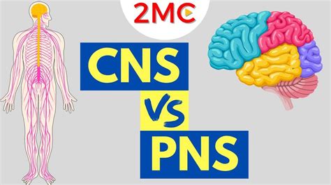 Central Nervous System Vs Peripheral Nervous System CNS PNS