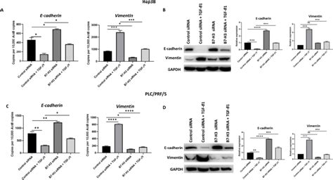 Knockdown Of B H Can Reverse Tgf Induced Emt In Hcc Cells