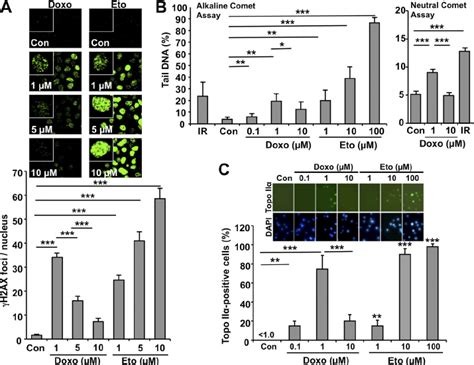 H2AX Foci Formation DNA Strand Break Induction And Formation Of