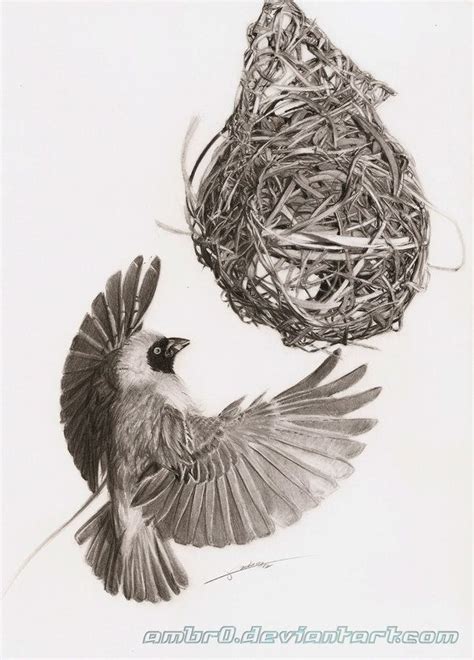 Southern Masked Weaver By Ambr On Deviantart Pencil Drawings Of Love