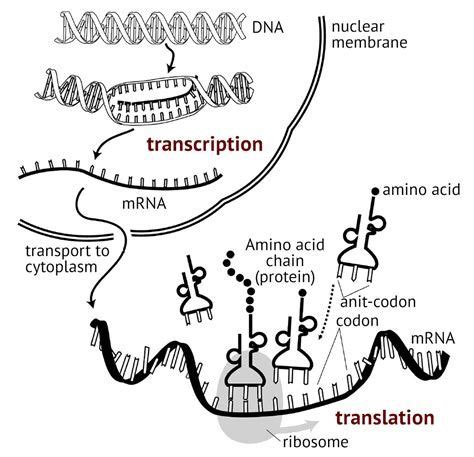 Protein Synthesis Worksheet Answer Key | Transcription and translation ...