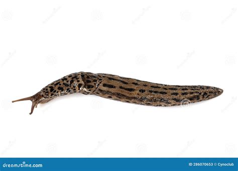 Limax Maximus In Studio Stock Image Image Of Salad 286070653