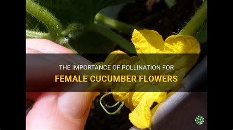 The Importance Of Pollination For Female Cucumber Flowers Shuncy