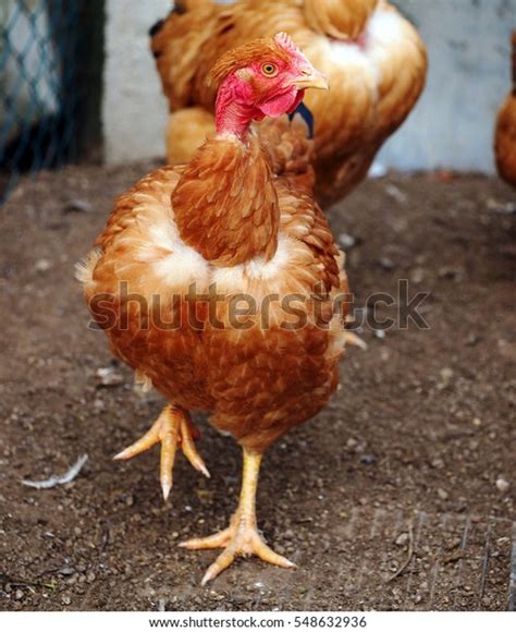 Poultry Naked Neck Pullet Hen Stock Photo 548632936 Shutterstock