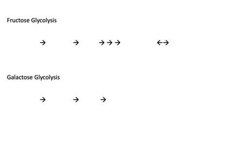 FSN 328 Glycolysis For Non Glucose Sugars Diagram Quizlet