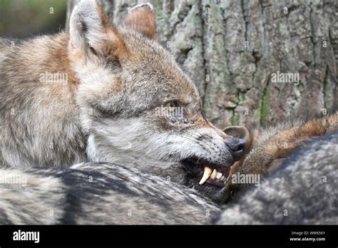 Gray Wolf Teeth Hi Res Stock Photography And Images Alamy