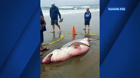 Criminal Investigation Into What Killed Great White Shark That Washed