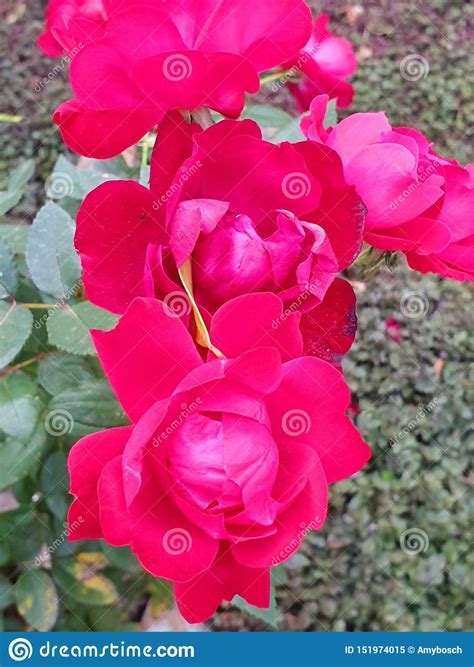 Rosas Rojas En La Plena Floraci N Imagen De Archivo Imagen De Flores