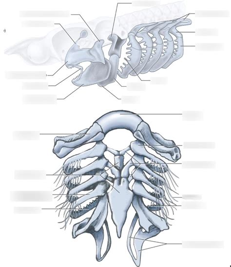 Vertebrates Lab 3 anatomy pt 2 Diagram | Quizlet 
