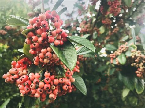 Milkflower Cotoneaster Red Berries On Tree Stock Photo Image Of