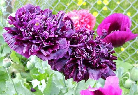 Purple Peony Flowered Poppies Purple Peonies Peony Flower Flowers