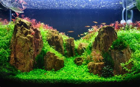 This Is The Amazing Art Of Aquascaping