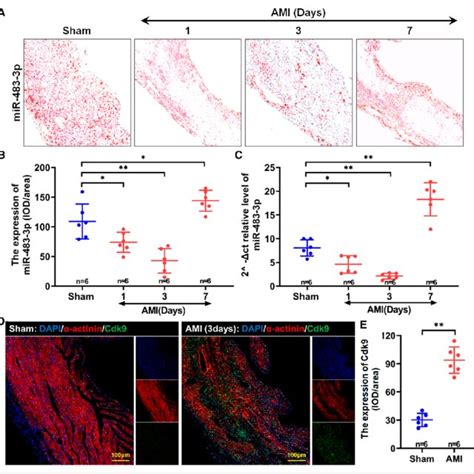 Concentrations Of Microrna 483 3p And Cdk9 In The Region Of Myocardial