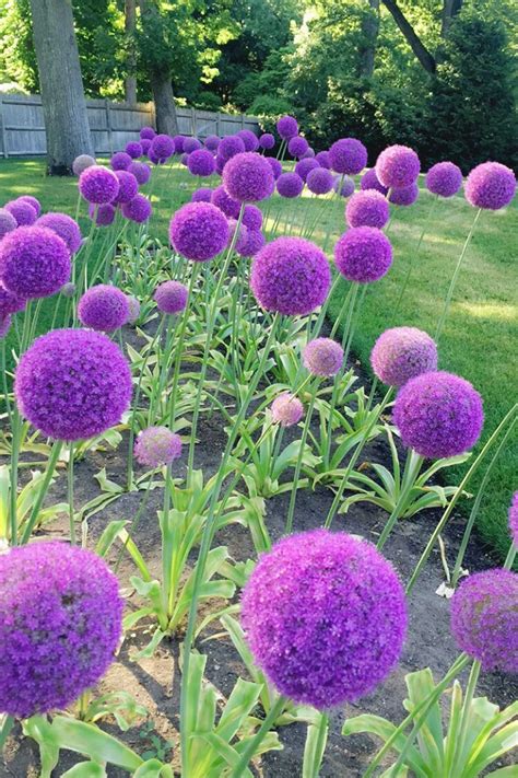 Bulb Garden Design Ideas - Image to u