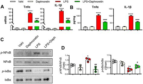 Daphnoretin Inhibited Sci Induced Inflammation And Activation Of Nf B