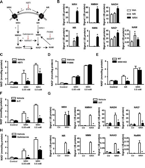 Figure 1 From A Reduced Form Of Nicotinamide Riboside Defines A New