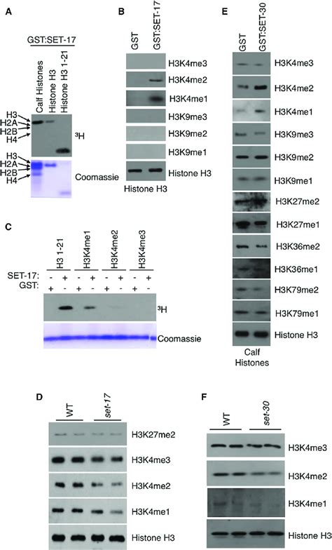 Set 17 And Set 30 Are H3k4me1 Me2 Methyltransferases A Gstset 17 Download High Quality