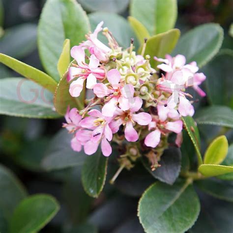 Escallonia Pink Elle 14cm Low Hedge Garden World