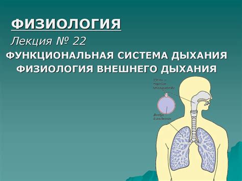 Функциональная система дыхания. Физиология внешнего дыхания - online ...