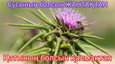 Жантақ/ жантак/сусын пайдасы/Верблюжья колючка/zhantaq tea/қазақтың шөп ...