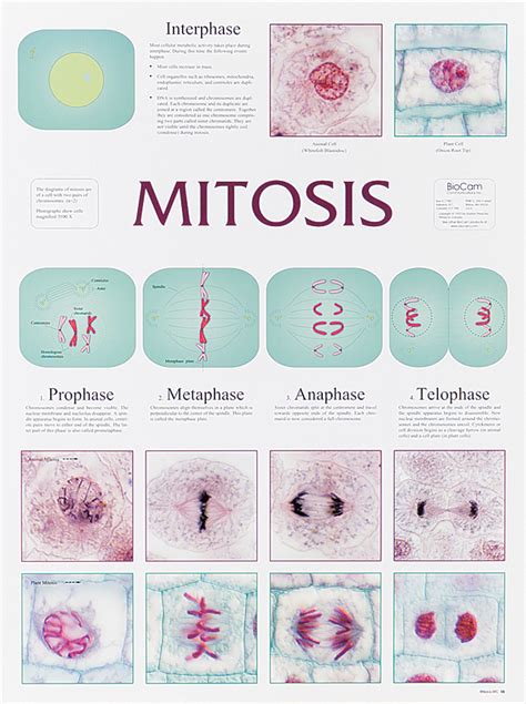 Cell Mitosis Phases Real