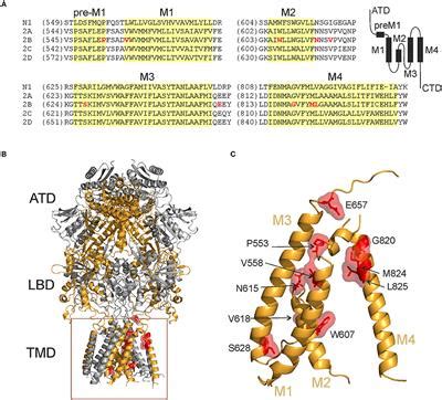 Frontiers Surface Expression Function And Pharmacology Of Disease