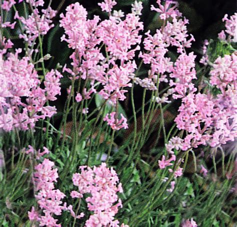 Lavandula angustifolia 'Rosea' PINK ENGLISH LAVENDER - SeedScape