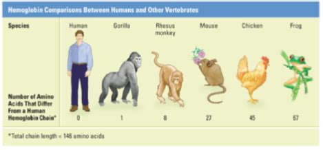 Many Genes Are Highly Conserved The Evolution And Biology Of Sex