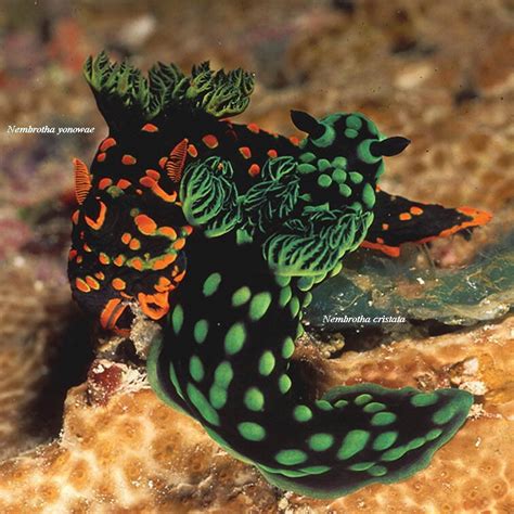 Nembrotha Cristata Bergh