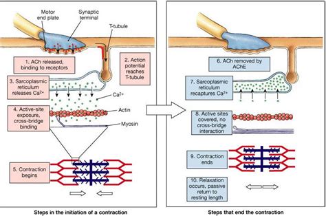 Notes Muscles