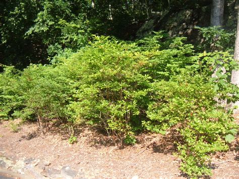 Landscaping With Blueberry Bushes