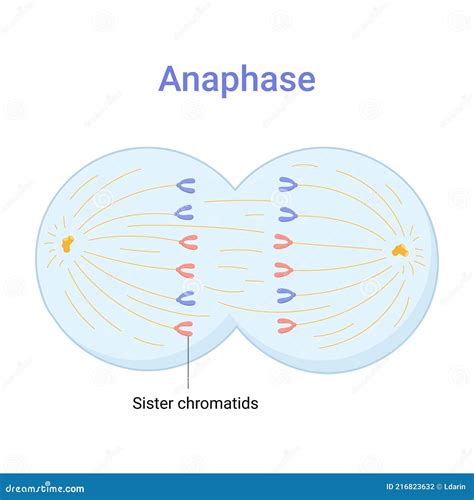 Anaphase Cartoons, Illustrations & Vector Stock Images - 95 Pictures to download from ...