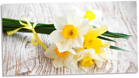 The Surprising Symbolism Of Daffodils: An Eye Opening Guide ...