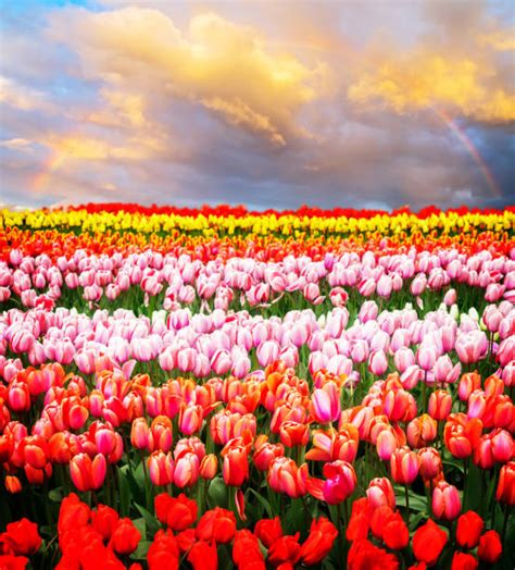 Rainbow Tulips Stock Photos, Pictures & Royalty-Free Images - iStock