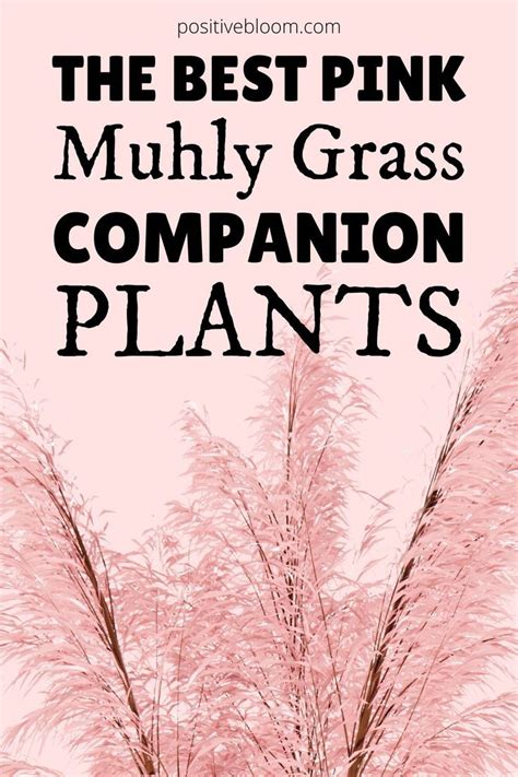 The Best Pink Muhly Grass Companion Plants All The Info Pink Grass