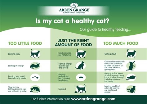 How Much is Cat Food: A Comprehensive Price Guide - Cats