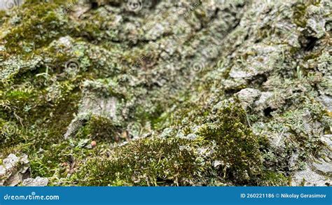 Green Moss On The Ground In The Forest Stock Photo Image Of Forest