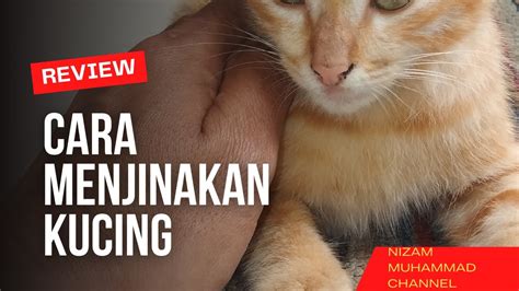 Cara Menjinakan Kucing Youtube