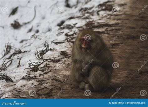 Snow Monkeys Japanese Macaques Bathe In Onsen Hot Springs Of Nagano Japan Stock Image Image
