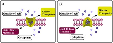 The Molecular Mechanism Of GLUT Protein Mediated Glucose Transport In