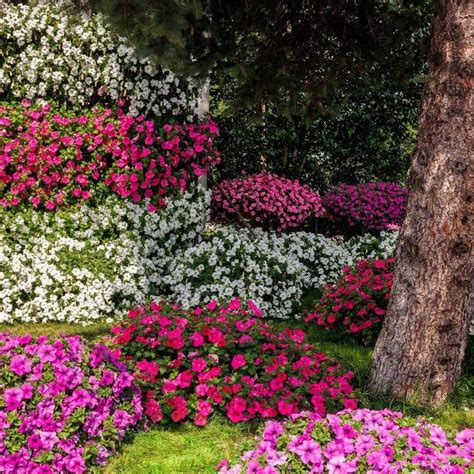 Supertunia Vista Hot Pink Sadzonka Roslinydomowe Pl