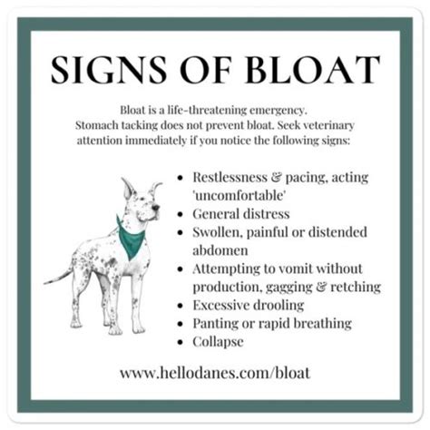 Great Dane Bloat 9 Crucial Things You Need To Know Hello Danes